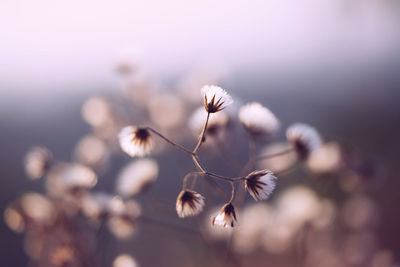 Close-up of flowering plant against sky