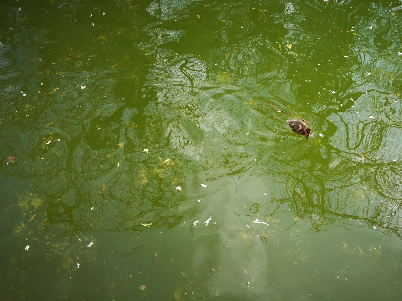 HIGH ANGLE VIEW OF FISHES IN LAKE