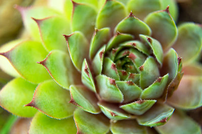 Sempervivum tectorum plant on rockery, top view, summer day