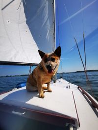 Dog standing in boat against sky