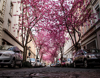 Pink cherry blossom on street in city