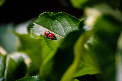 Close-up of ladybug on leaf