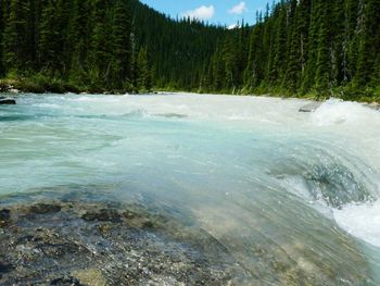 Reflection of trees in water