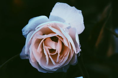 Close-up of white rose blooming outdoors