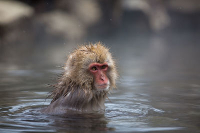 Monkey in a lake