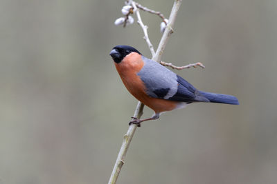 Close-up of bird perching on twig