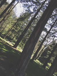 Low angle view of trees in forest