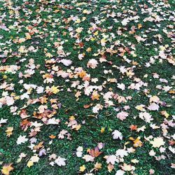 Full frame of leaves on field