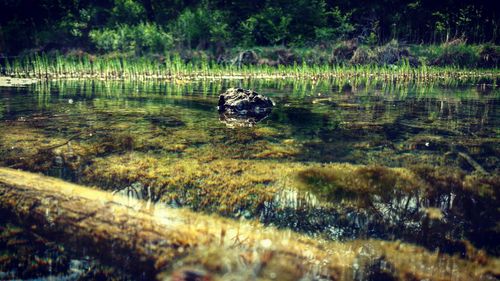 Duck swimming in lake