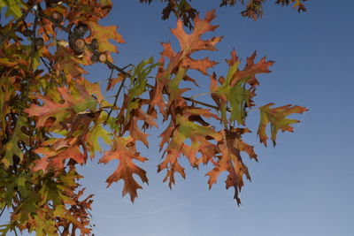 Low angle view of maple tree against clear sky