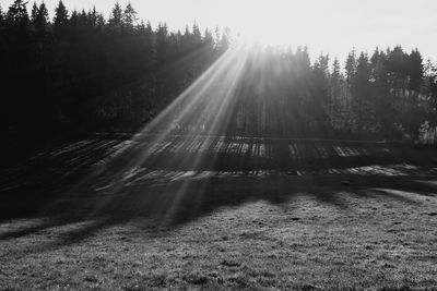 Sunlight streaming through trees in forest