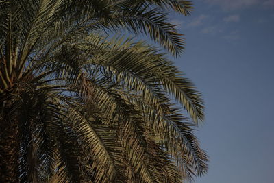 Low angle view of palm tree against sky