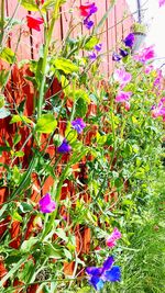Close-up of purple flowers blooming outdoors