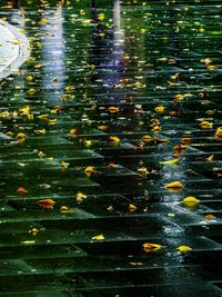 Close-up of leaves in water