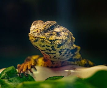 Close-up of a  uromastyx lizard