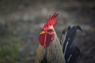 Close-up of rooster