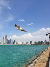 Seagulls flying over sea