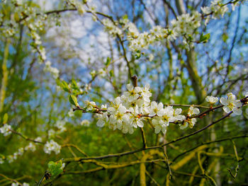 Close-up of cherry blossoms in spring