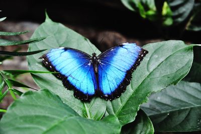 Butterfly on leaf