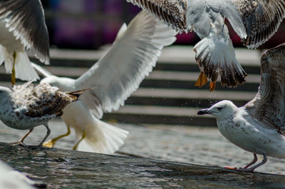 Close-up of seagull