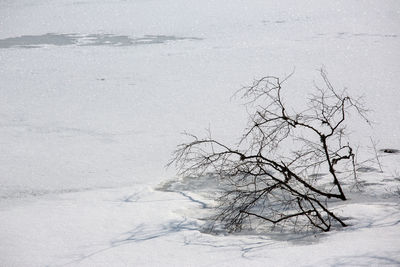 Bare tree on snow covered land