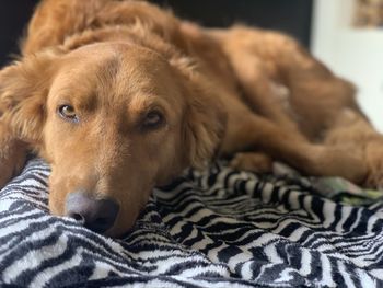 Close-up portrait of dog resting on bed at home