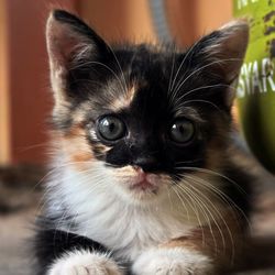 Close-up portrait of cat