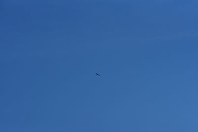 Low angle view of bird flying in sky