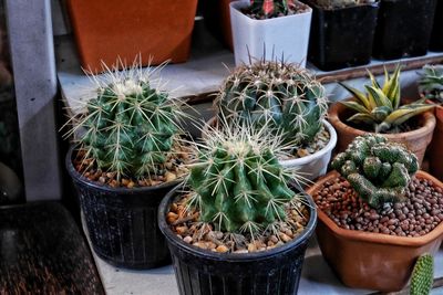 High angle view of potted plants in greenhouse