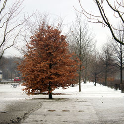 Trees on snow covered road against sky