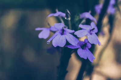 Close-up of purple flowering plant