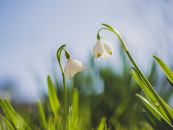 Close-up of white flowers