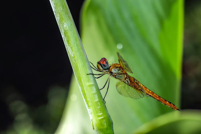 Close-up of insect on leaf