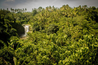 Trees growing in a park