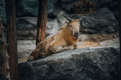 Golden takin looking away