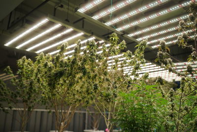 Low angle view of plants