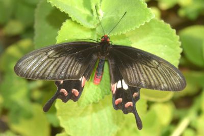 Close-up of butterfly pollinating flower