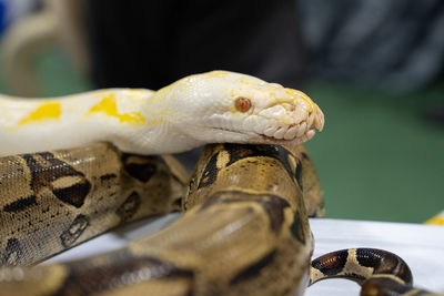 Albino burmese python close up on green background 