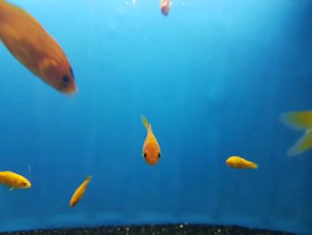 Close-up of fish swimming in sea