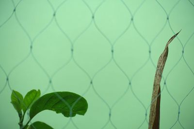 Close-up of leaves against wall seen through net