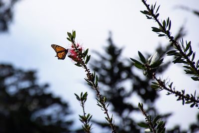 Close-up of flower buds