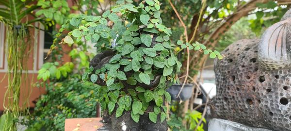 Close-up of fresh green plant