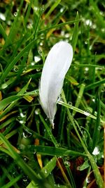 Close-up of white flower