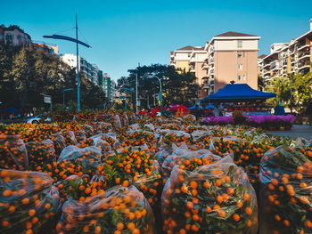 Flowering plants and buildings in city against sky