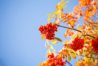 Low angle view of red berries on plant against sky