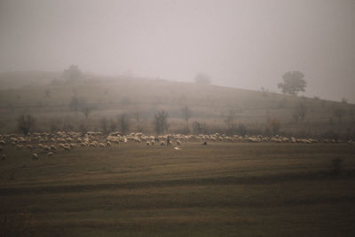Flock of sheep grazing on field against sky