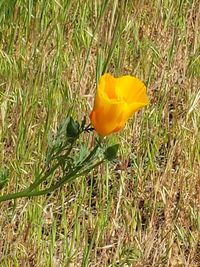 Close-up of yellow crocus flower on field