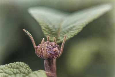 Close-up of flower bud