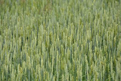 Full frame shot of wheat field