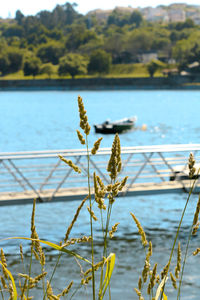 Close-up of plant against lake
